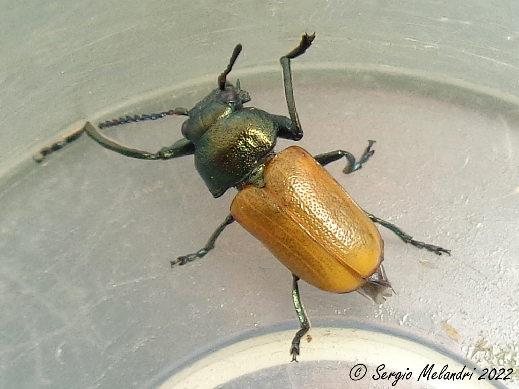 Chrysomelidae: Labidostomis longimana